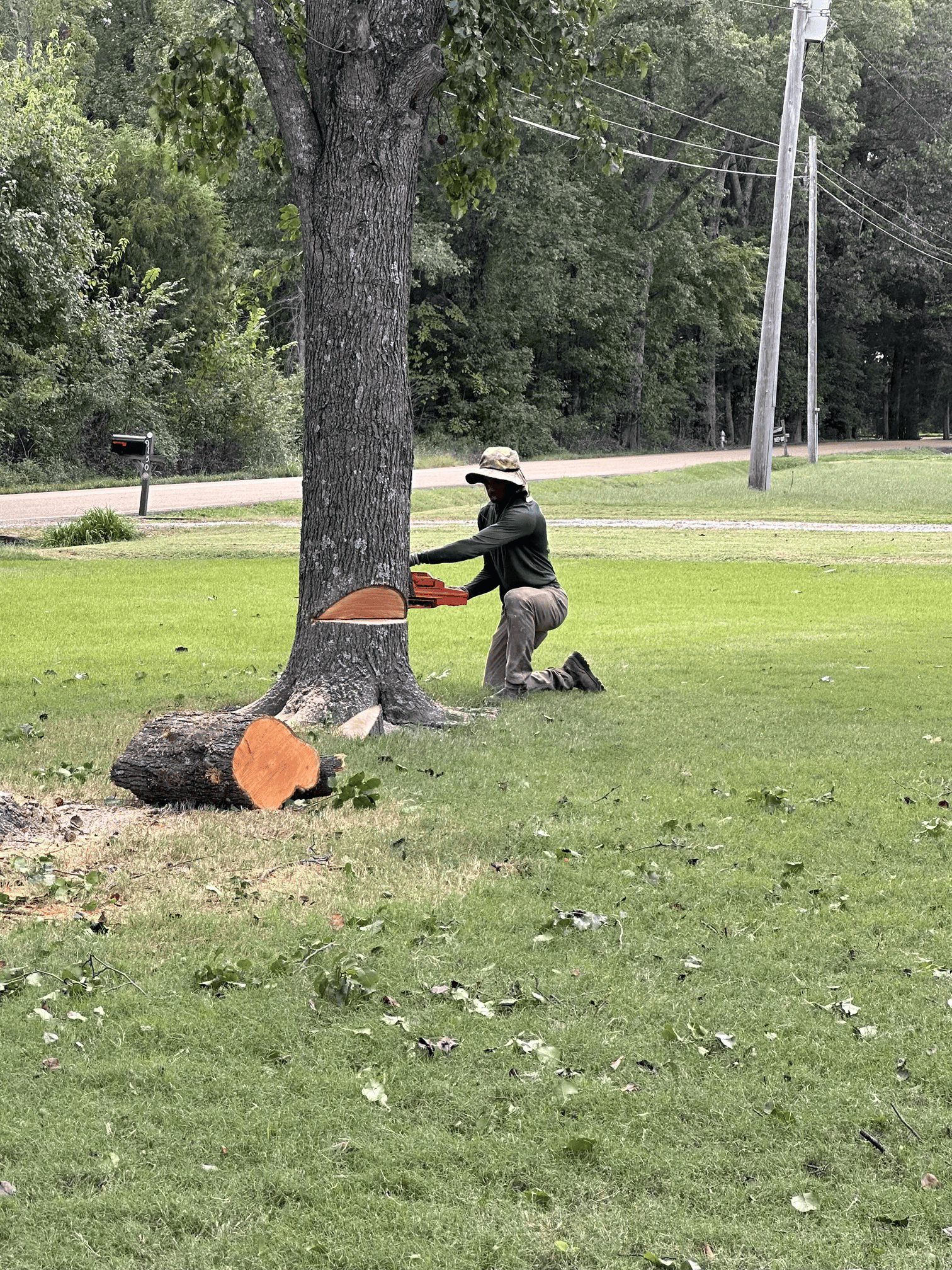 Worker cutting a tree down